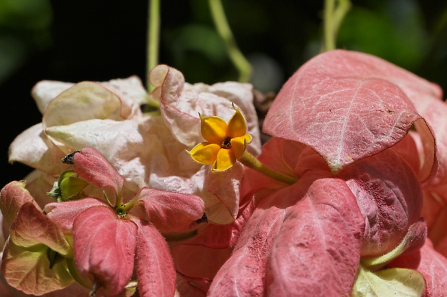 Fleurs Nanthawan Aout 2010-003
